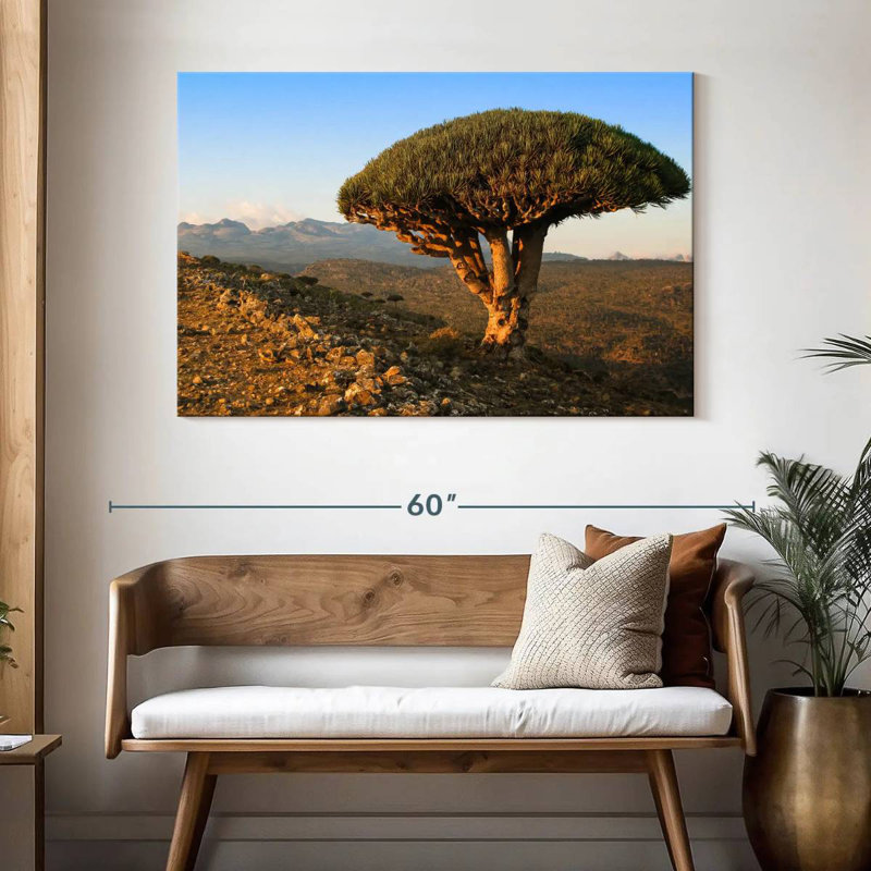 Arbre-dragon Harnek Socotra Archipelago, H 32 po x l 48 po