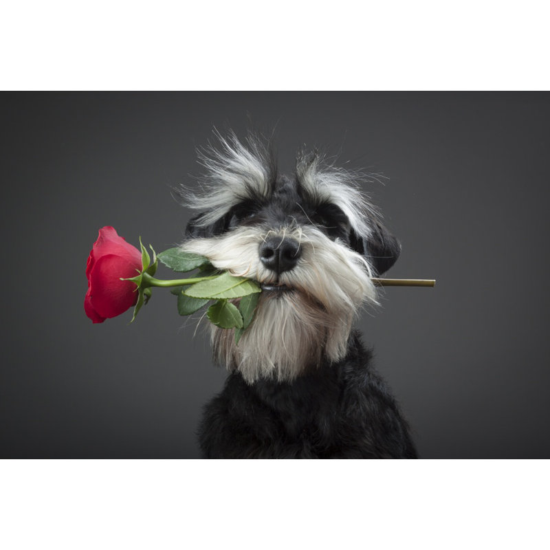 Wrapped Canvas Print, 76.2 cm H x 50.8 cm W