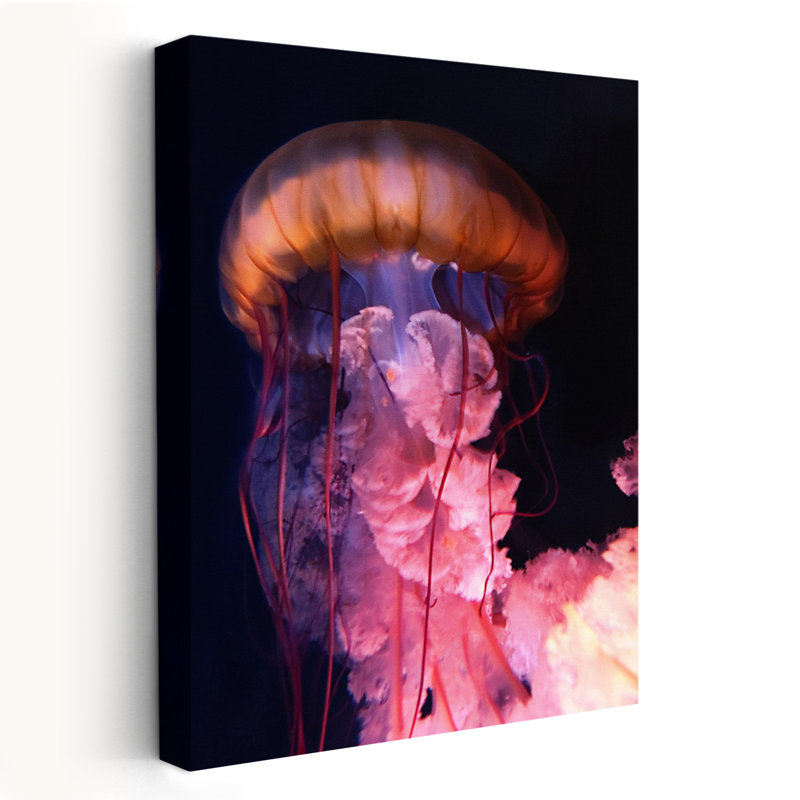 Gelly - photographie d'art animalier, H 24 po x l 16 po