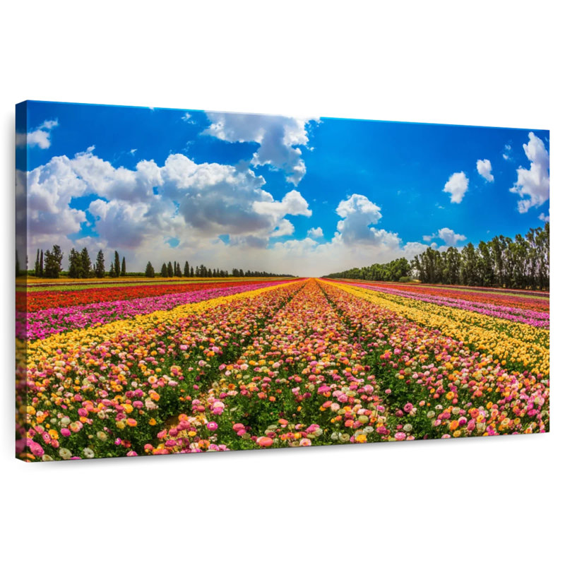 Champ de fleurs de kibboutz Alvord, H 16 po x l 24 po