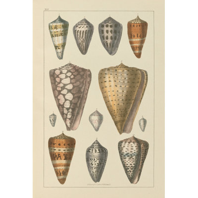 Coquillage assorti II