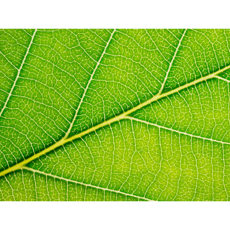 Feuille d'automne par Philippe Moisoux - impression, H 17,2 po x l 21,2 po, Papier avec cadre noir