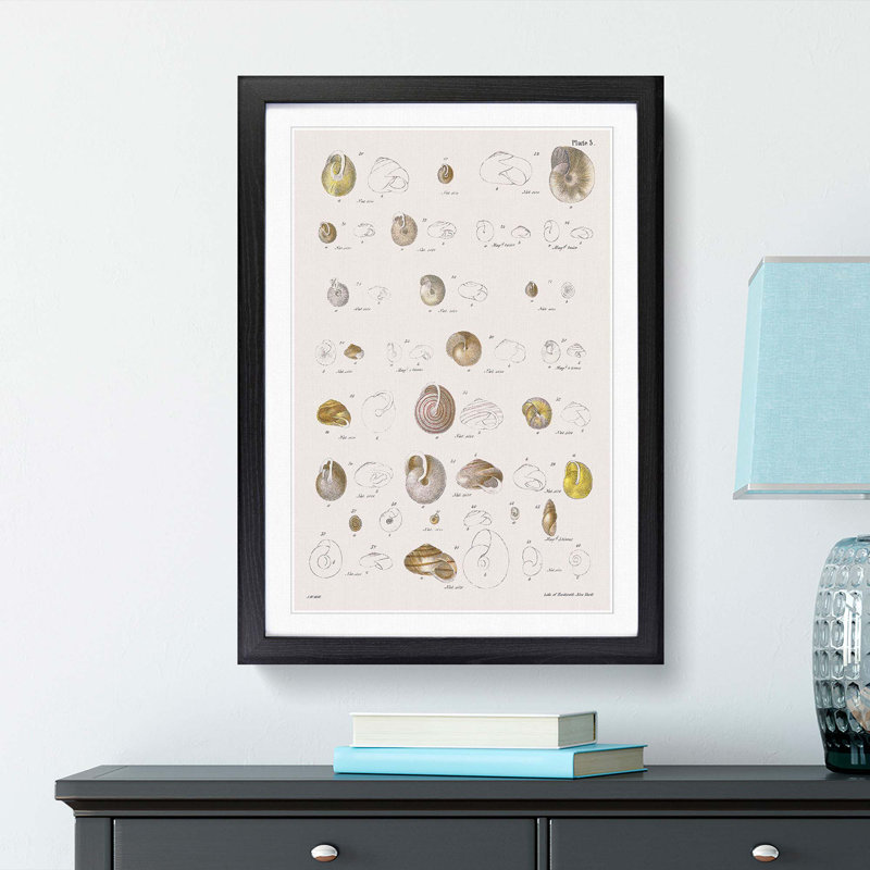 Types of Seashells PL. 3 by J.E. De Kay - Framed Print, 48cm H x 36cm W x 2cm D, Black Framed