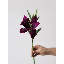 Petite tige de lys - 15 po-975267838-975267809