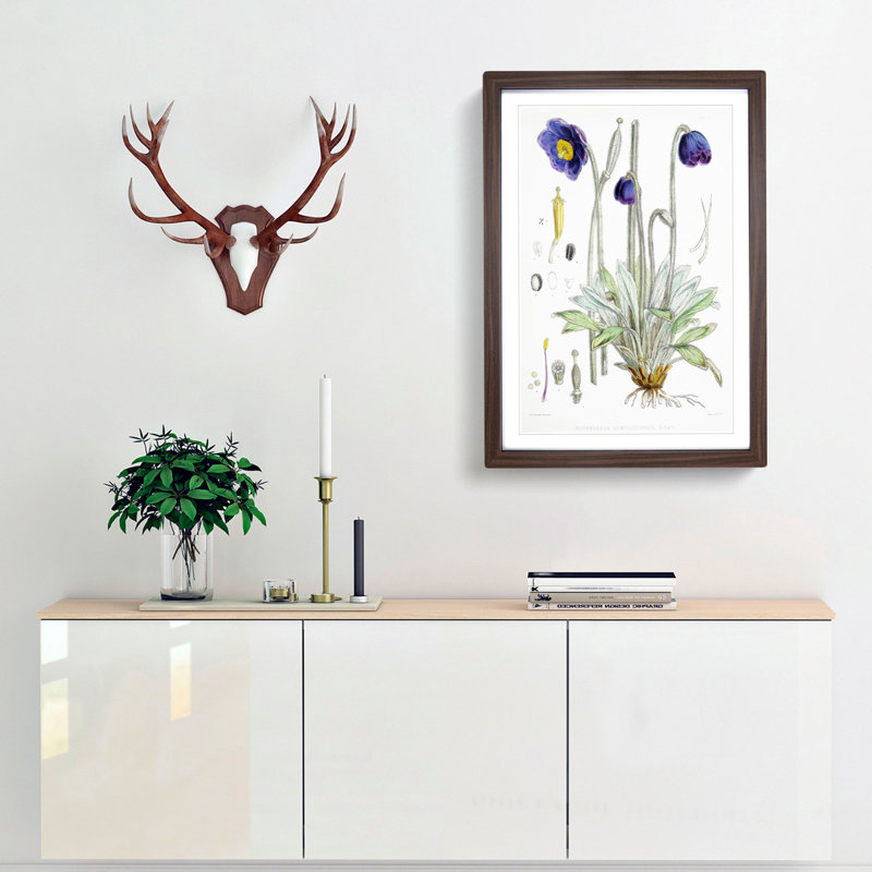 Himalayan Blue Poppy by W. H. Fitch - Picture Frame Painting Print, 65cm H x 48cm W x 2cm D, Walnut Framed