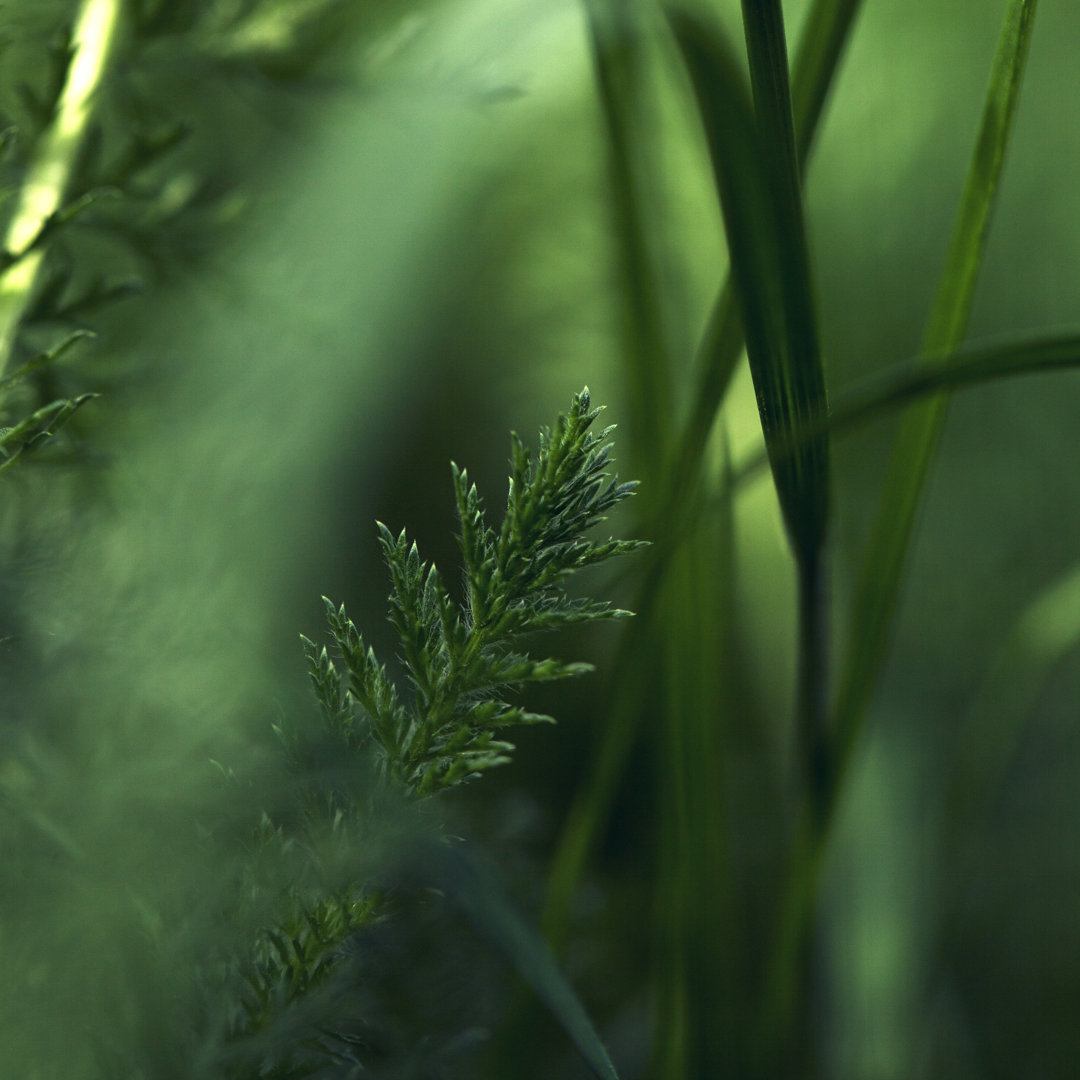 Green Plant von Vectorig - Kunstdrucke auf Leinwand ohne Rahmen