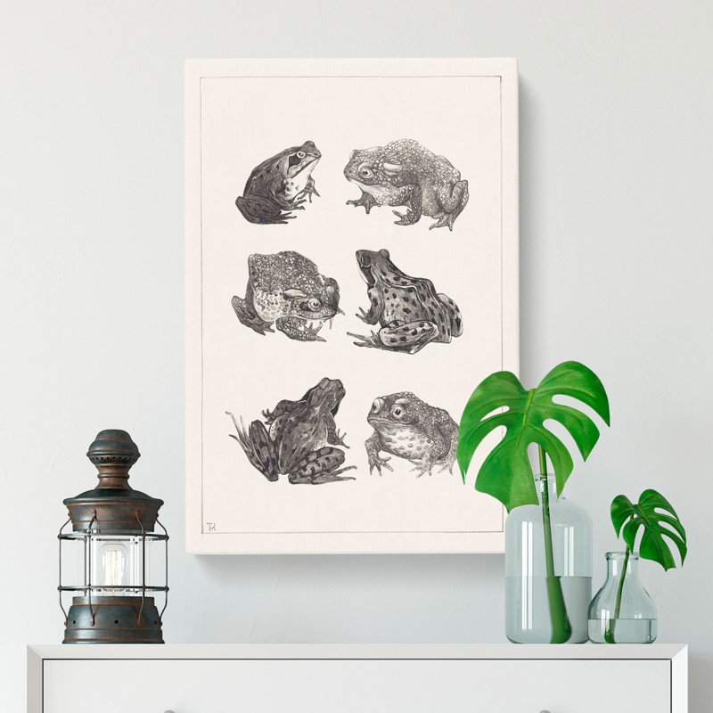 Frogs And Toads by Theo Van Hoytema - Wrapped Canvas, 50cm H x 35cm W x 3cm D