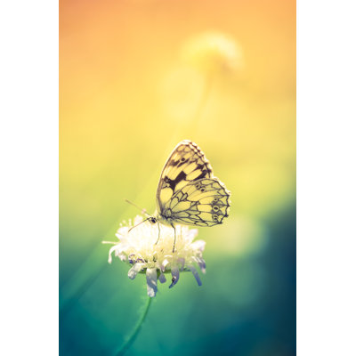 Marbled white butterfly Wall Art on Canvas
