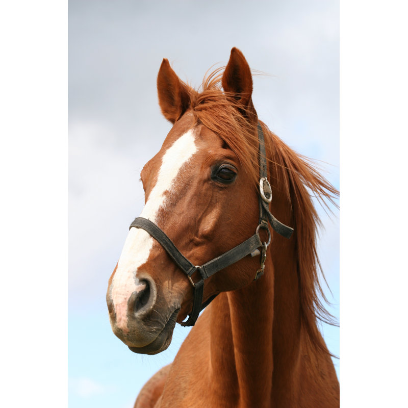 Portrait Of A Chestniut Stallion - Wrapped Canvas Print, 122cm H x 81cm W x 3.8cm D