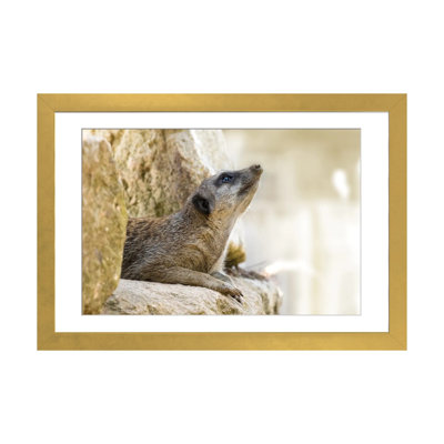 Mignon suricate, impression d'art mural encadrée