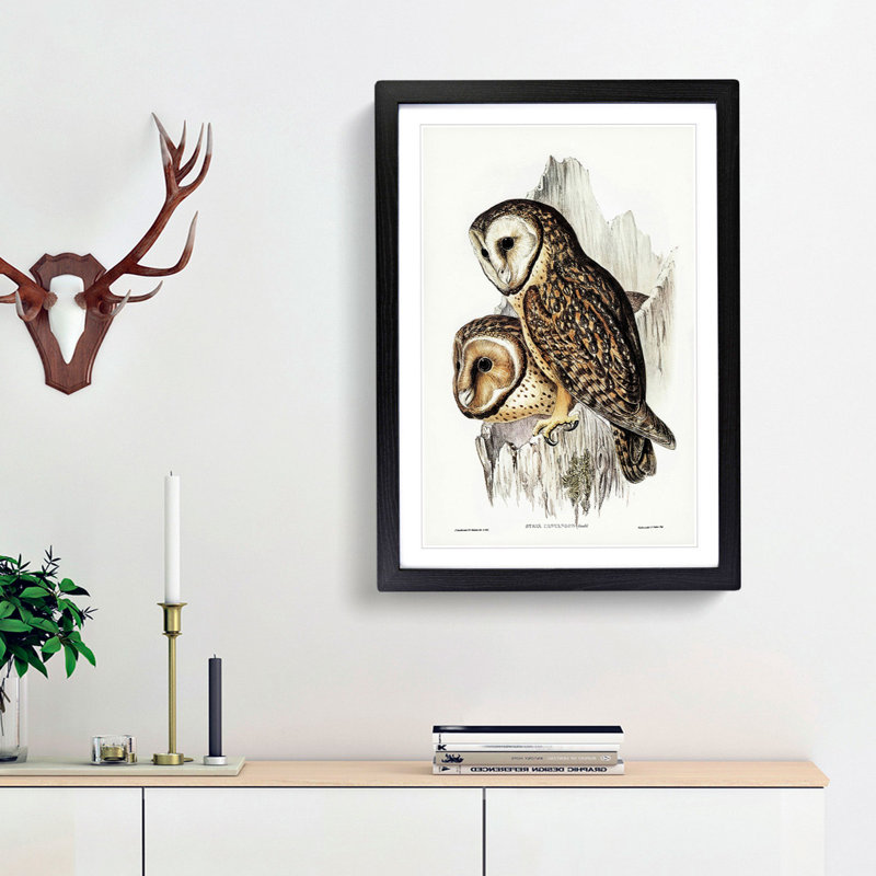 Chestnut-faced Owls by Elizabeth Gould - Picture Frame Painting Print, Black Framed, 36cm H x 27cm W x 2cm D