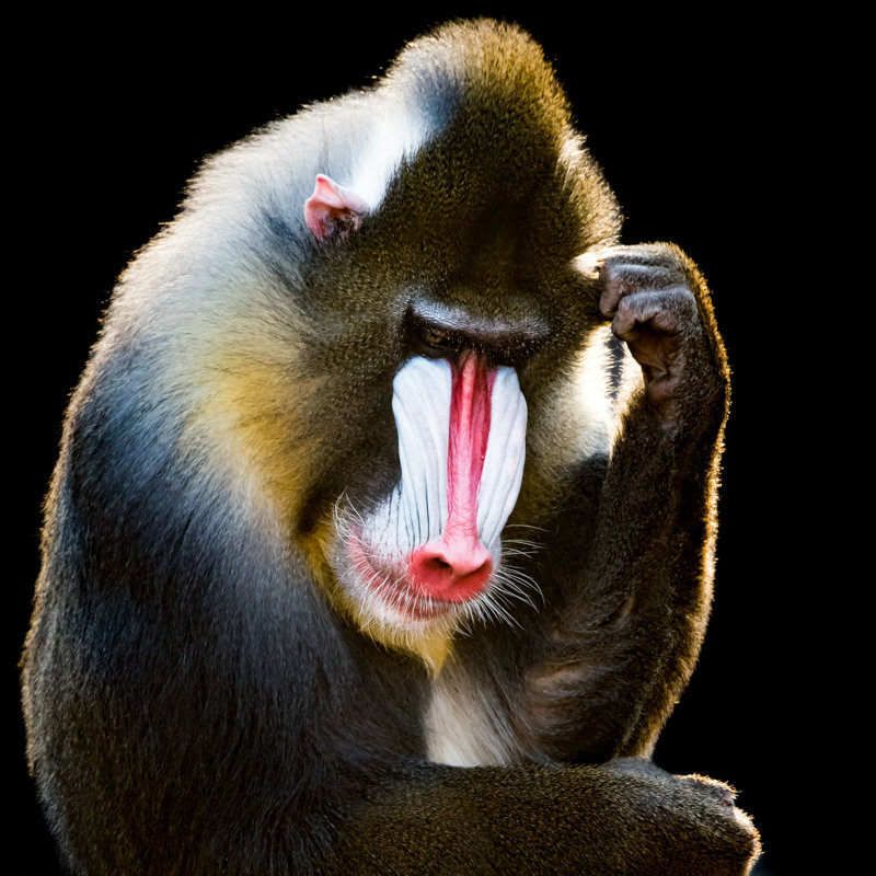 " Mandrill " by Abzerit, 12" H x 12" W