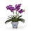 ORCHID VANDA IN PLANTER