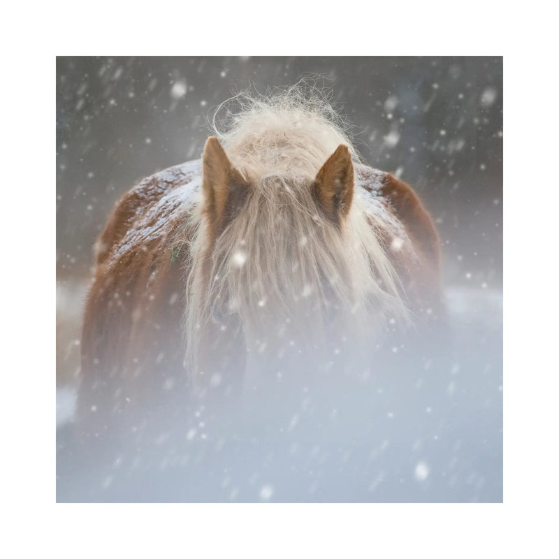 Collection Of Horses V by PHBurchett - Wrapped Canvas Print, 66.04 cm H x 66.04 cm W x 1.91 cm D