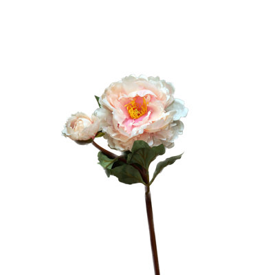Peony with bud
