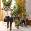 Pots à herbes Courtly Check