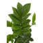 ZZ Plant in Ceramic/Wood Planter
