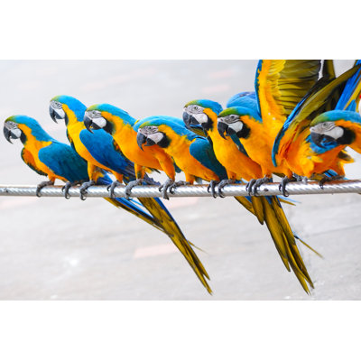 Parrot Birds par Raywoo - Photographie sur toile tendue