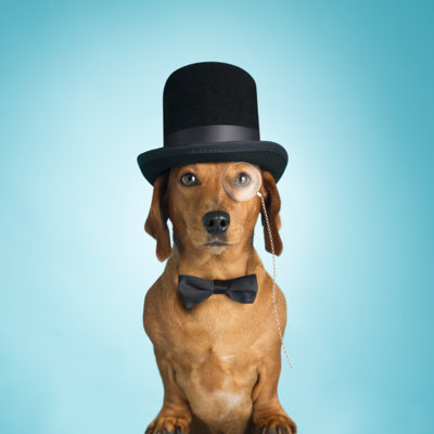 Teckel portant un chapeau haut-de-forme par Mrpliskin