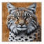  Tapis lavable à gros chats Lynx Eurasian-524680348