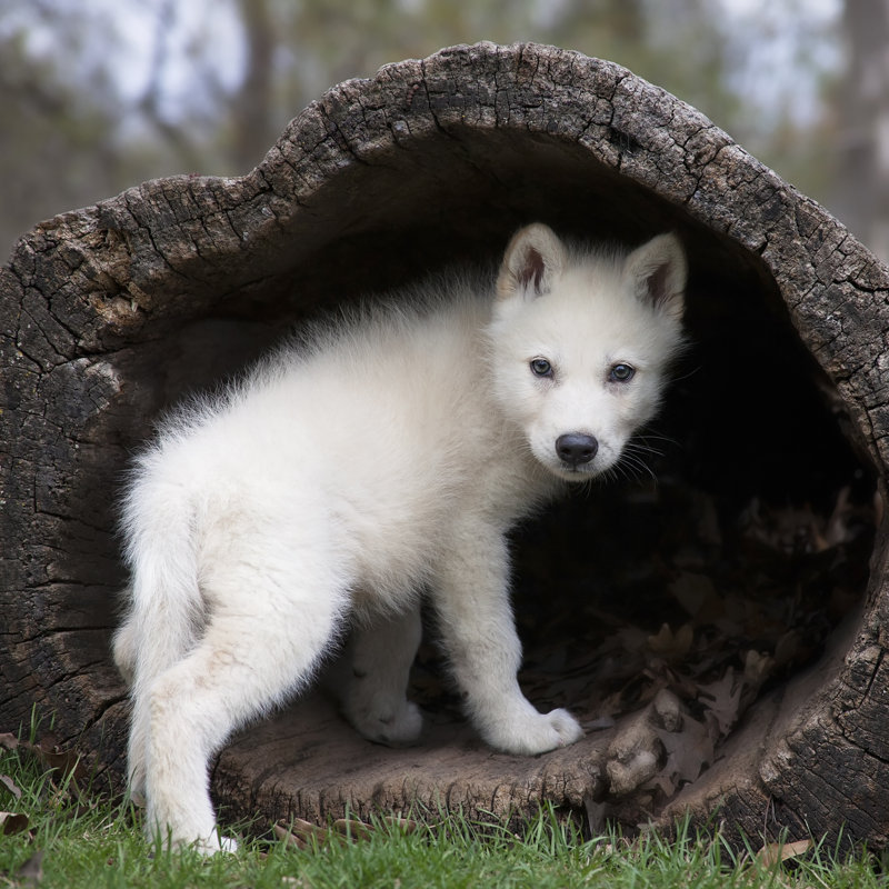 Grey Wolf Pup by Lynn_Bystrom - Wrapped Canvas Print, 30cm H x 30cm W