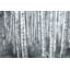 Parvez Taj - Wrapped Canvas Painting-36705847