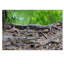Ann «Alligators», reproduction de photo sur toile tendue Ann-24189497