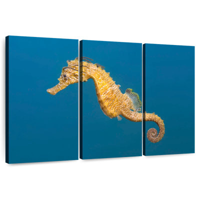 Brampt Short Snouted Seahorse