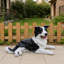 Statue de chien Nathan
