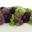 Sedum multicolore dans un pot à fleurs-1413442057-1413442070