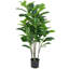 Figuier figuier en pot 51 po Echols