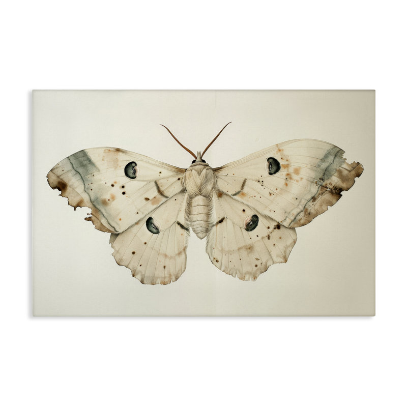 Art mural rétro sur toile papillon de nuit beige par Petal Prints Design, H 20 po x l 30 po