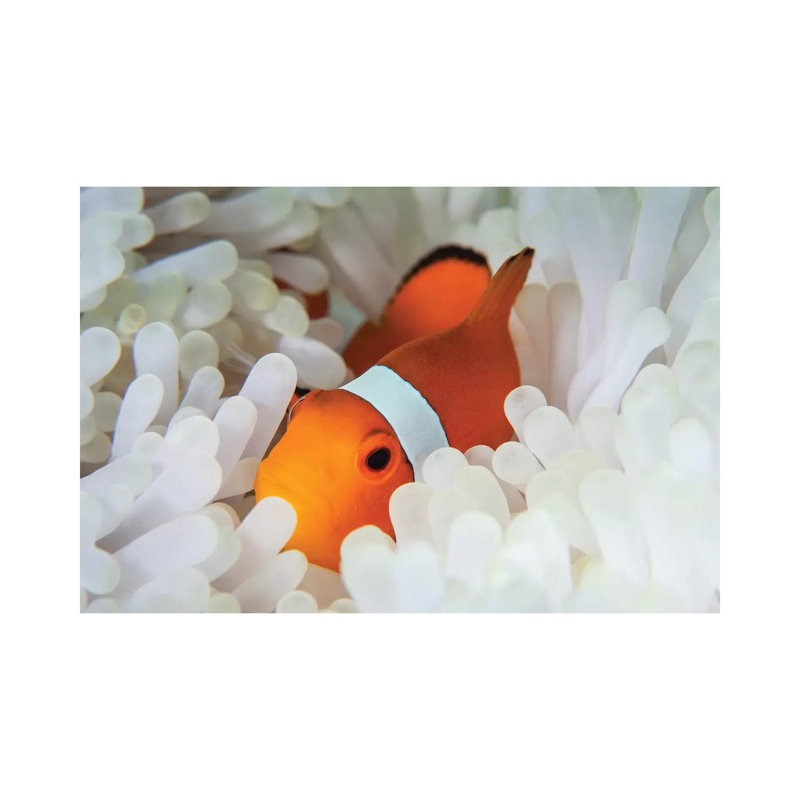 A False Clownfish Snuggles Amongst Its Host's Tentacles On A Reef by Ethan Daniels - Wrapped Canvas Print