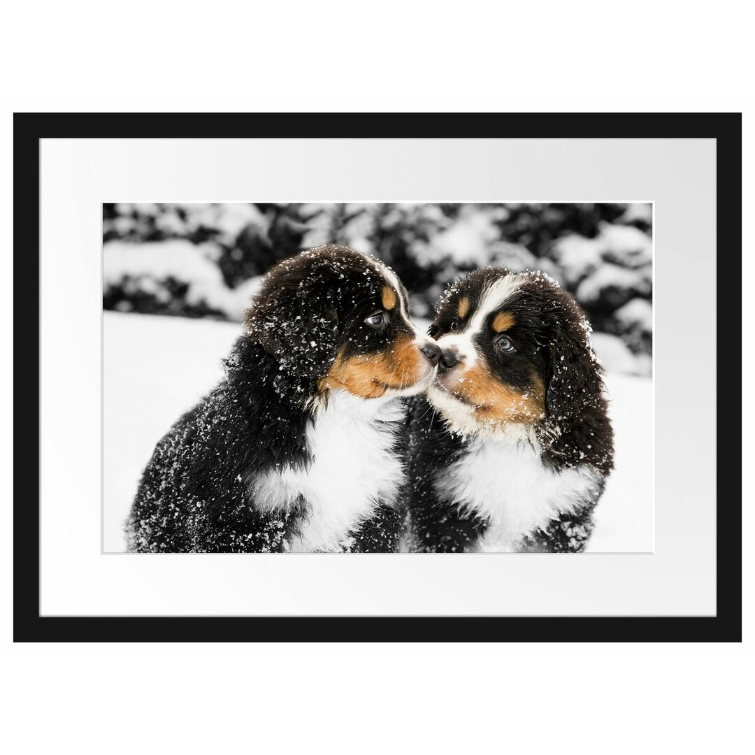 Gerahmtes Poster Bernersennenhunde im Schnee