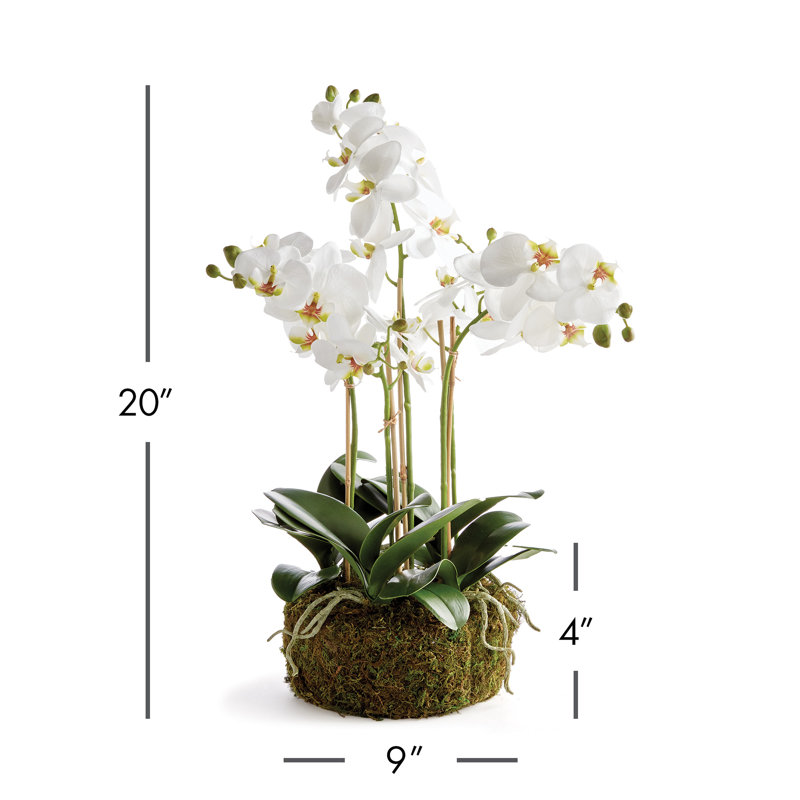 Luxe Phalaenopsis Orchid Bowl Arrangement, 20" H x 9" W x 9' D