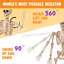 Squelette posable 5 pi d'Halloween grandeur nature