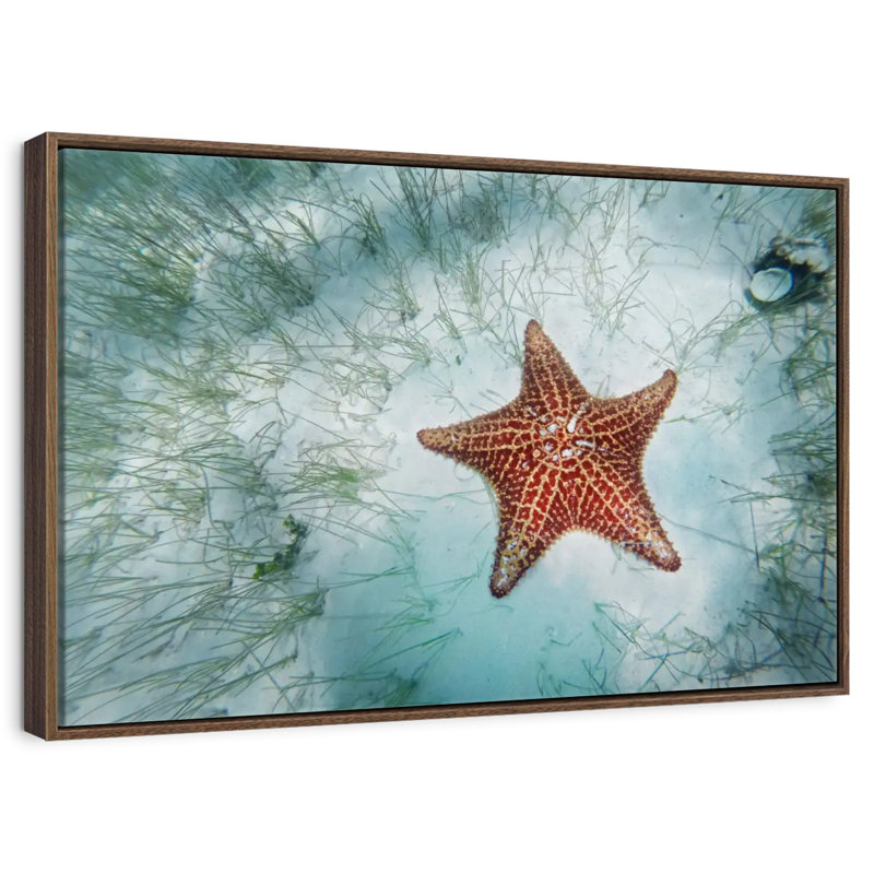 Étoile de mer peu profonde, 46 po x 31 po, Cadre flottant noyer