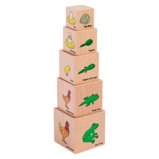 The Freckled Frog Lifecycle Learning Tools