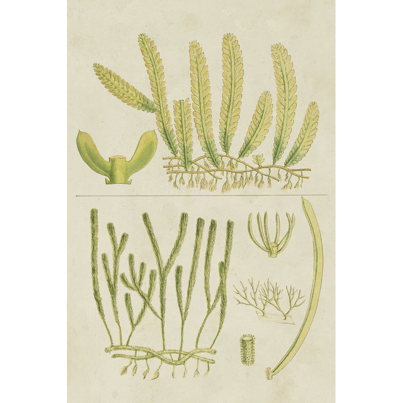 Vintage Sea Grass V by Vision Studio - Wrapped Canvas Print, 76cm H x 51cm W x 3.8cm D