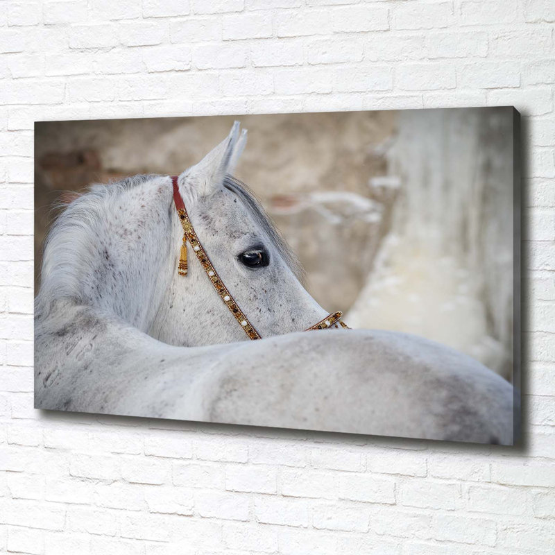 White Arabian Horse - Wrapped Canvas Print