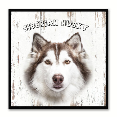 " Siberian Husky Dog "