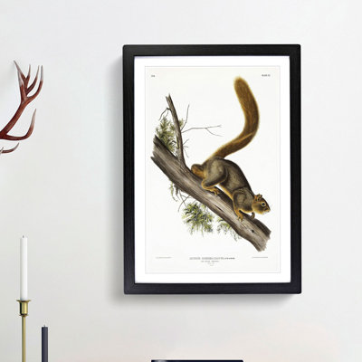 Red-Tailed Squirrel by J.W. Audubon - Picture Frame Painting Print