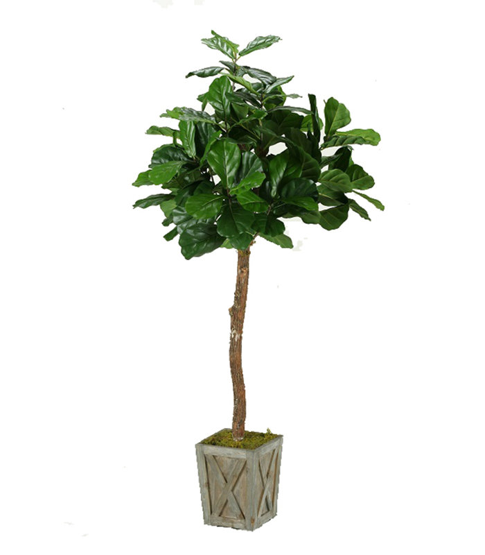 Arbre de figues en feuille à fleurs