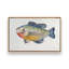 «Freshwater Sunfish» par Molly Mattin, reproduction d'art-891644042-891644048-891644049