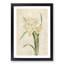White Daffodils by Pierre-Joseph Redoute - Picture Frame Art Prints-55612659-55612664