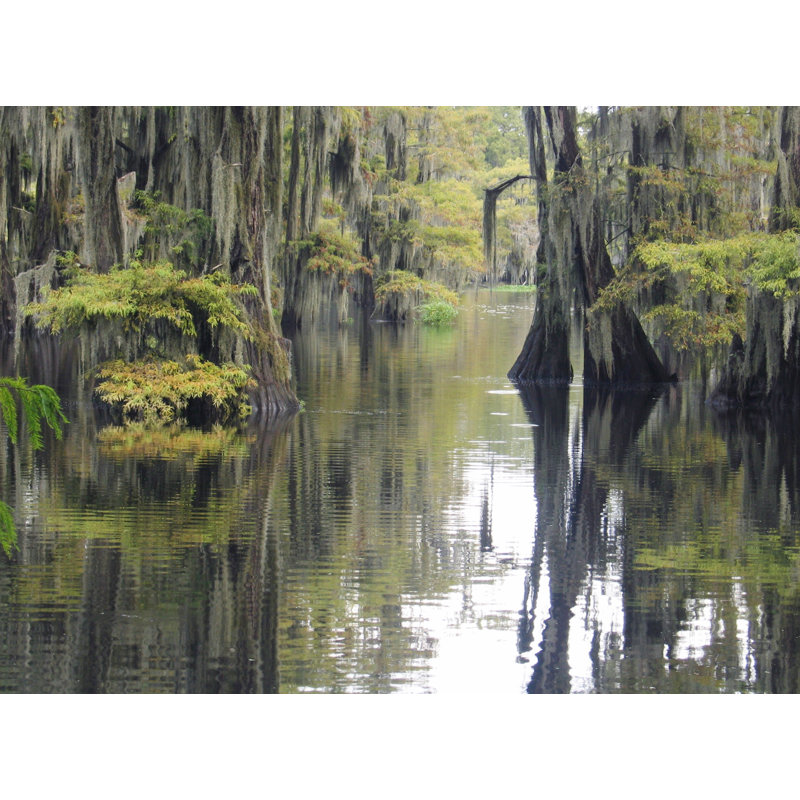 Cypress Swamp by Kathryn8 - No Frame Print on Canvas, 30cm H x 46cm W