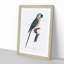Blue and Yellow Macaw Parrot by F. Levaillant - Framed Print-55544243-55544245