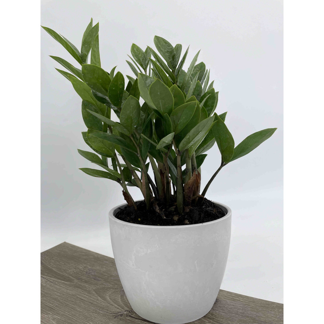 Primrue Byrd Live Zz Plant/Zanzibar Gem/Eternity Plant Plant in Plastic Pot Primrue