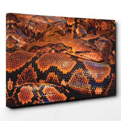 Snake Skin - Wall Art