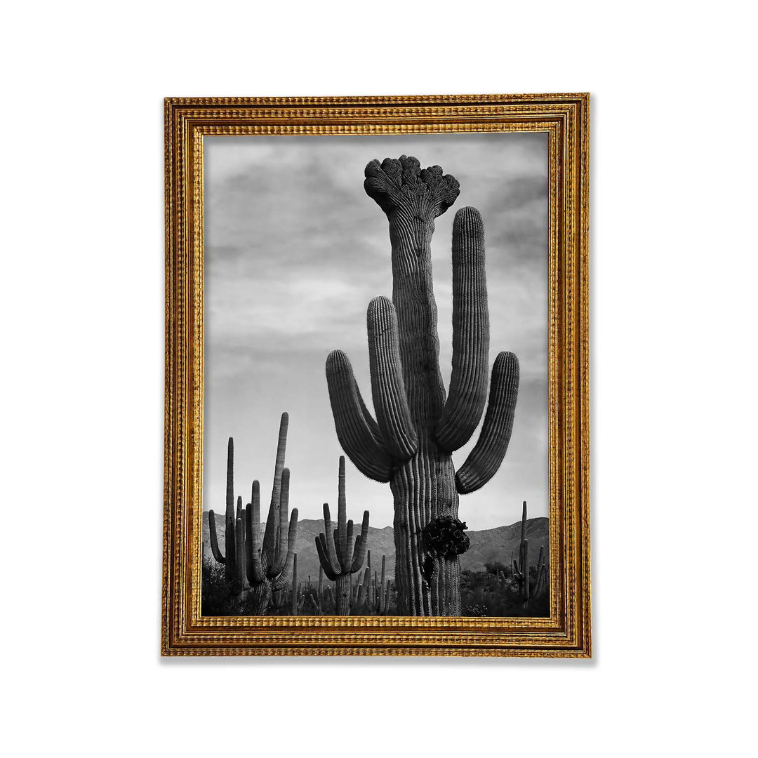 Ansel Adams Kaktus im Saguaro National Monument in Arizona B N W - Druck